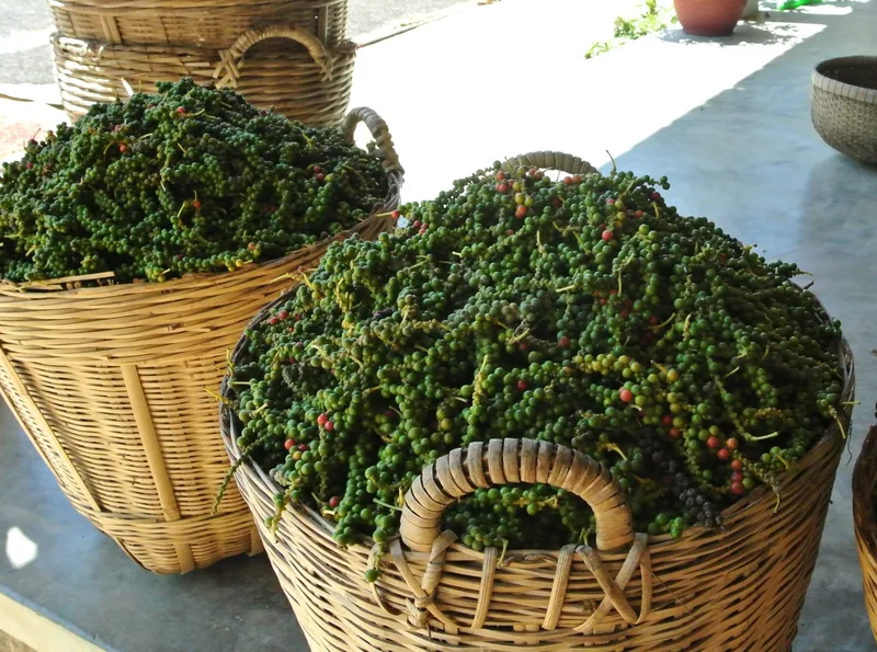 Những giỏ tre chứa đầy hạt tiêu xanh vừa thu hoạch tại một nông trại tiêu ở Phú Quốc.